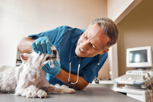 Best Emergency Dental Extractions in Boyne City, MI